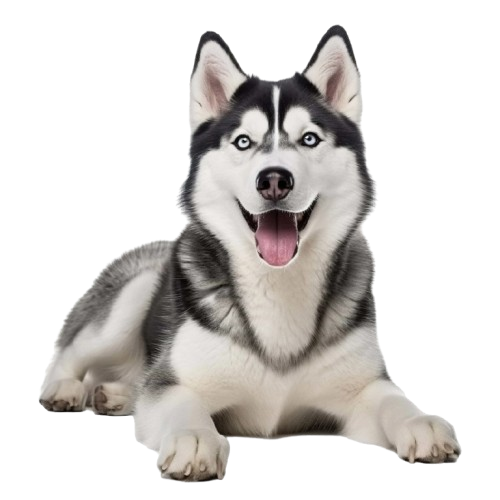 Perro feliz con productos de calidad - Productos Para Perros Colombia